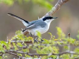 Image result for Polystachya caloglossa