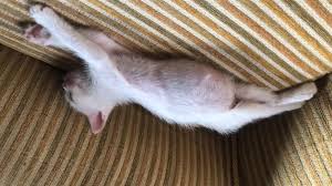 Disaster preparedness for cats and dogs. Is My Kitten Belly Normal Petcoach