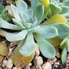 Why are my succulent leaves turning black. 1