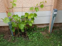 Rankhilfe Fur Weinrebe Bauanleitung Zum Selberbauen 1 2 Do Com Deine Heimwerker Community Rankhilfe Weinrebe Gartenprojekte