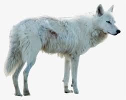 Anime art drawing illustration gray wolf, anime, furry fandom, wolf, cartoon png. White Wolf Png Images Free Transparent White Wolf Download Kindpng