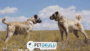 Kangal Kopek Cinsi Egitimi Ve Ozellikleri Pet Okulu