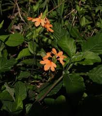 Image result for Crossandra puberula