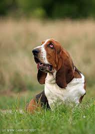 download basset haund