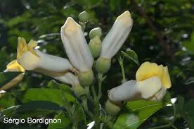 Image result for Amphilophium