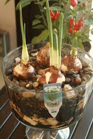 Maybe you would like to learn more about one of these? Forcing Flower Bulbs For Christmas Insightful Nana