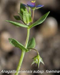 Image result for Anagallis elegantula