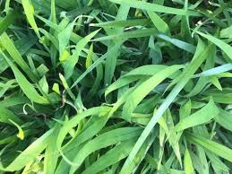 Tall fescue is used frequently in kansas due to its heat and. Tall Fescue Or Crabgrass Northern Virginia 7a