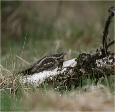 Er gehört zu den zugvögeln und zur familie der nachtschwalben (caprimulgidae). Ziegenmelker Wilde Perspektiven