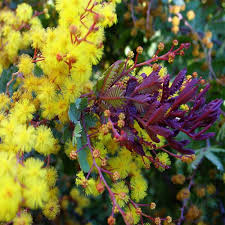 Image result for Senecio purpureus