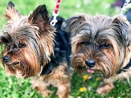 Zwei überlebten es leider dann doch nicht. Wunstorf Tierheim Wunstorf Sucht Neues Zuhause Fur Hunde