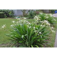 Image result for Crinum asiaticum
