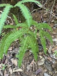 Image result for Dicranopteris linearis