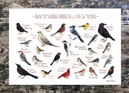 Birds Of New York Field Guide New York Backyard Birds Field Guide Art Print Watercolor Etsy Bird Poster Backyard Birds Nature Wall Art