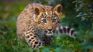 Panter Cub Hd Desktop Wallpaper Breedbeeld High Definition Fullscreen