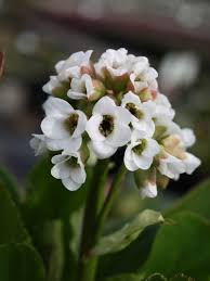 Bergenia is a slow grower, and only needs dividing once every three to five years. Stauden Stade Versand Shop Bergenia Cordifolia Bressingham White Bergenie Riesensteinbrech Hier Bestellen