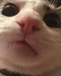 Pin On Cute Funny Animals