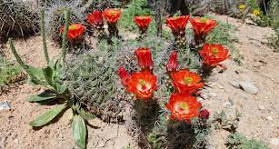 Image result for Vernonia amblyolepis