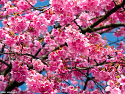 Sfondi desktop immagini fiori per whatsapp. Week End 1 Maggio 2015