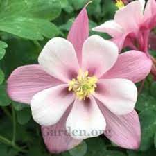 Pin On Garden Advice