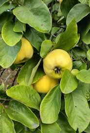 Image result for Cydonia