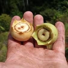 Image result for Bellucia