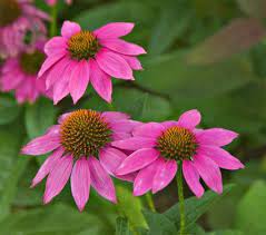 We did not find results for: Pin On Echinacea