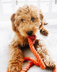 Mini Goldendoodle Goldendoodle Puppy Mini Goldendoodle Puppies Mini Doodle Puppies
