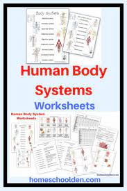 Human Body Worksheets And Notebook Pages Including Systems Matching Pages Notebook P Body Systems Worksheets Human Body Unit Study Body Systems Middle School