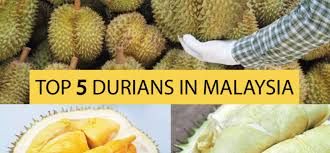 2019 malaysia durian season forecast and travel. Top 5 Durians In Malaysia Go Viral Malaysia