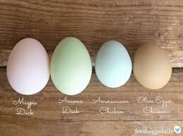 Black Australorp Egg Color A Rainbow Of Egg Colors What Breed Of Chicken Lays Which Color Egg Fresh Eggs Daily Coloring Eggs Chicken Breeds Laying Chickens