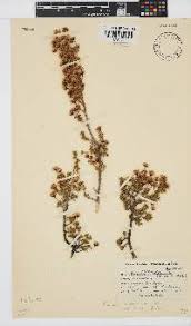 Image result for Euryops subcarnosus