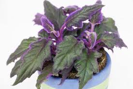 Some of my pepper plants' leaves are developing yellow the a nice dark green. 24 Gorgeous Purple Houseplants Balcony Garden Web