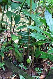 Image result for Costus afer