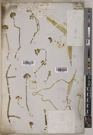 Image result for Cynanchum mulanjense