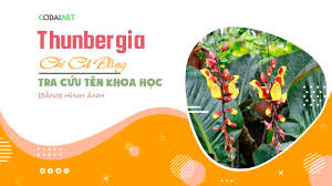 Image result for Thunbergia mildbraediana