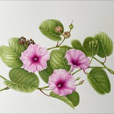 Image result for Ipomoea pes-caprae