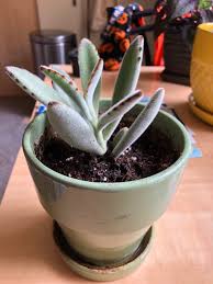 Went To Look For A Bear Paw And Came Home With A Panda Instead Succulents