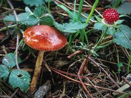 Image result for Microcharis remotiflora