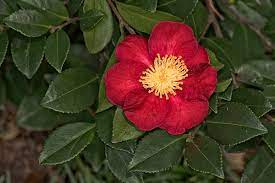 It is usually found growing up to an altitude of 900 metres. Basics Of Growing Camellias Growing A Greener World