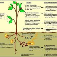Pdf Role Of Algae In Agriculture