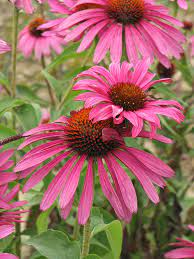 This pretty favorite features the traditional coneflower flowers measure up to 4 inches across. Ruby Star Coneflower Echinacea Purpurea Rubinstern In Inver Grove Heights Minnesota Mn At Gertens