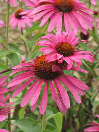 Items in stock and ready for delivery. Ruby Star Coneflower Echinacea Purpurea Rubinstern In Inver Grove Heights Minnesota Mn At Gertens