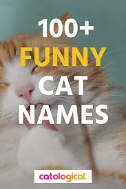 Keeping up with the dalton's me or female cat vegas you've had her for two years her birthday is in april she will be to this april 2020 our new male cat. Top 100 Funny Cat Names Historical Puns Pop Culture Inspired And More Hilarious Cat Names Funny Cat Names Cat Names Funny Female Cat Names