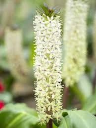 Image result for Eucomis