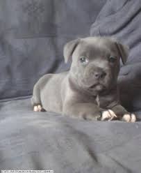 Our beautiful blue staffordshire bull terrier puppies at 6 weeks old. Blue Staffy Near Me Off 71 Www Usushimd Com