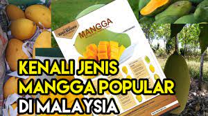We did not find results for: Cara Kenal Jenis Jenis Buah Mangga Yang Popular Dan Laris Di Malaysia Some Bullet For Your Head