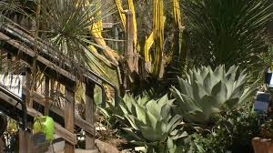 Take your family on an adventure around the world as you experience a brand new culture at uc botanical garden at berkeley in berkeley. Uc Berkeley Botanical Garden Burglarized No Plants Taken Abc7 San Francisco