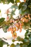 What is a Pistachio Nut and How Are They Harvested ...