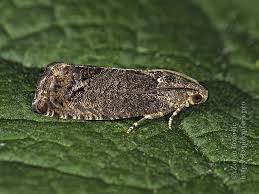 Image result for Cydia splendana